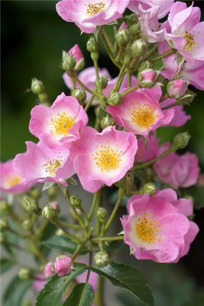 Rosa 'Rosy Boom'  -R-                 STR Strauchrose 'Rosy Boom'  -R- (dunkelrosa)