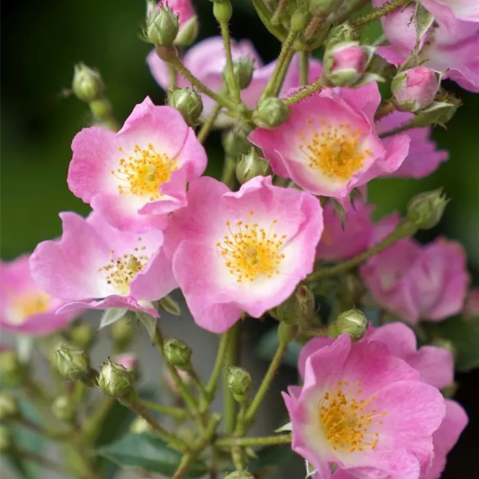 Rosa 'Rosy Boom' -R- STR