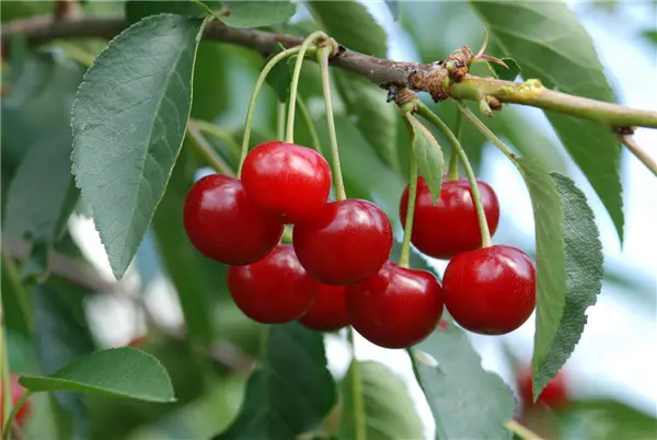 Obstgehölze