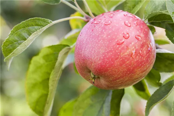 Malus 'Rheinische Schafsnase'          CAC Apfel Schafsnase