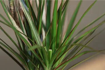 Zimmerpflanzenportrait - Drachenbaum