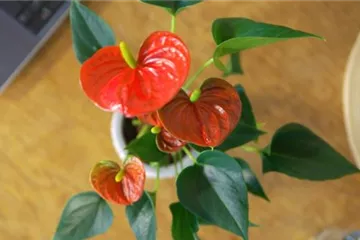 Zimmerpflanzenportrait - Flamingoblume