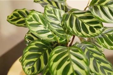 Zimmerpflanzenportrait - Korbmarante