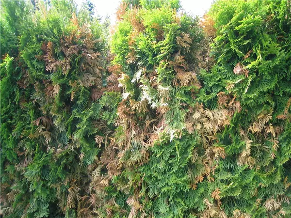 Pflanzenschutzberatung / Gartenapotheke