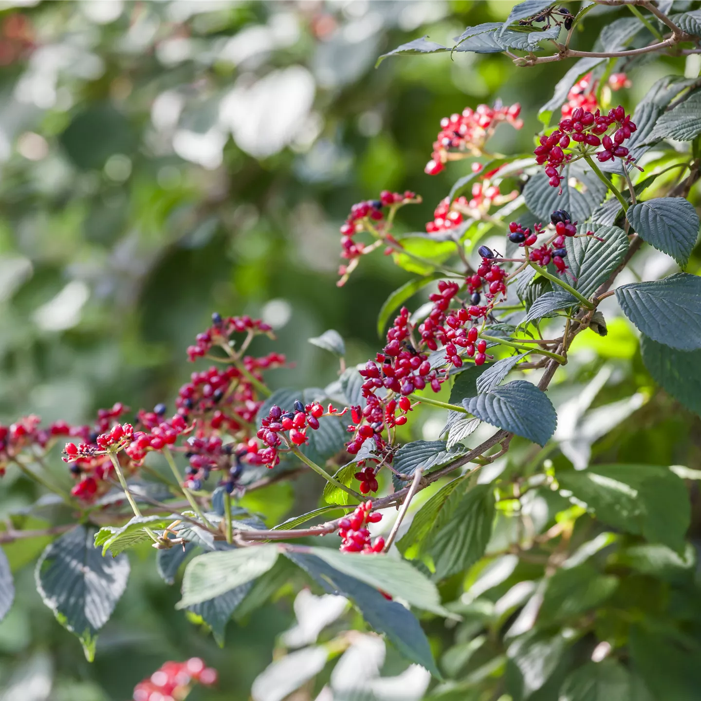 Viburnum lantana Viburnum lantana