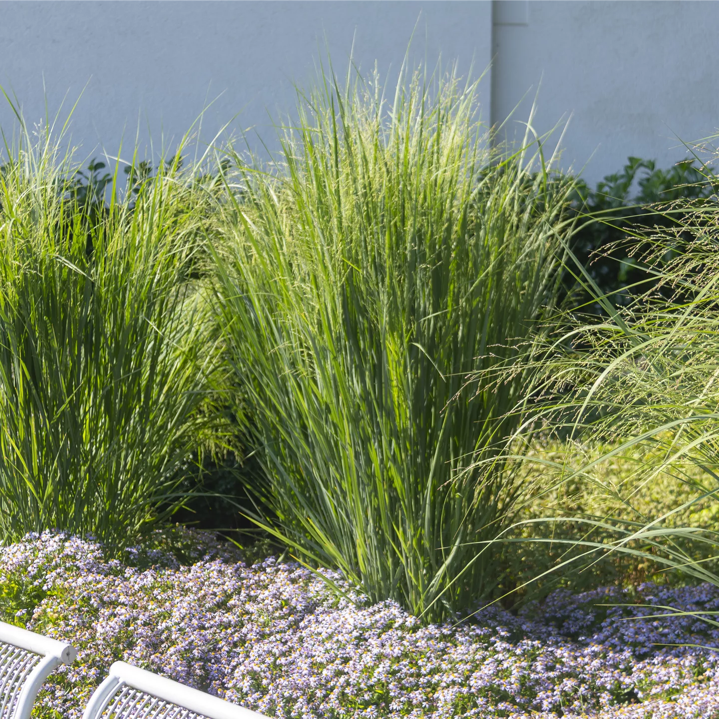 Panicum virgatum 'Northwind'