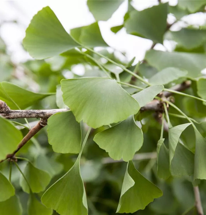 Ginkgo, Hängender Fächerblattbaum