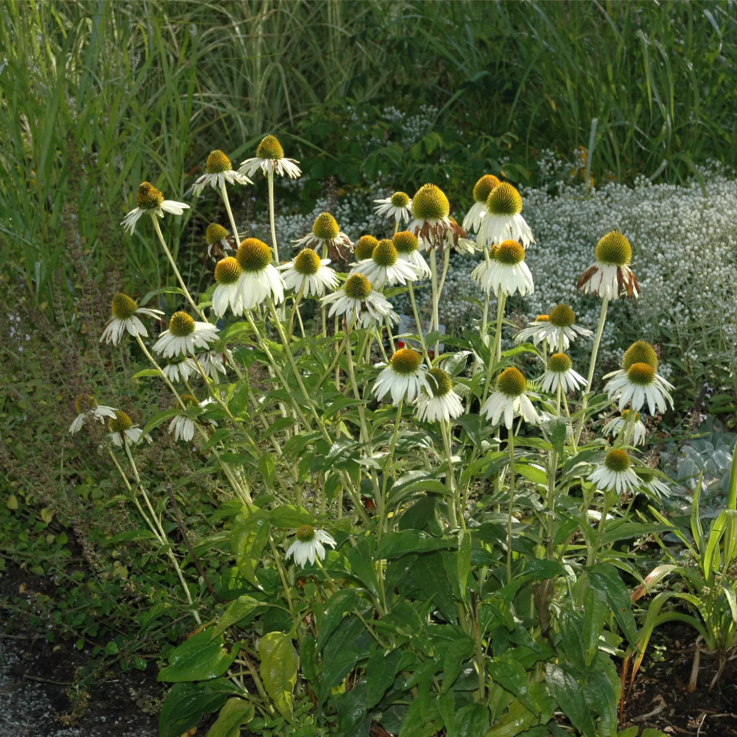 Echinacea purpurea 'Alba'