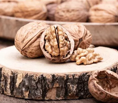 Walnuß