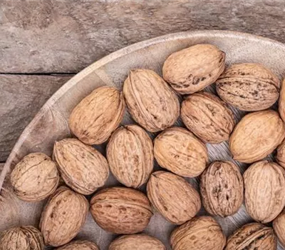 Walnuß Walnuß
