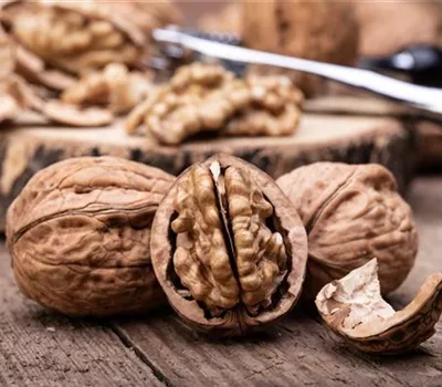 Walnuss 'Mars' Walnuss 'Mars'