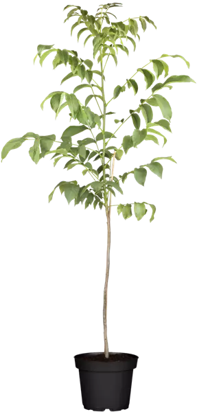 Juglans regia 'Jupiter'                CAC Walnuß