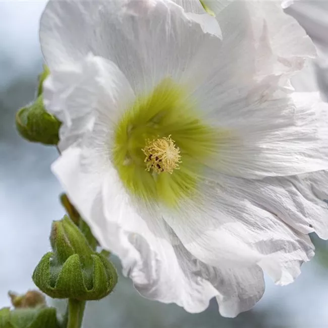 Stockrose - Einpflanzen im Garten Stockrose - Einpflanzen im Garten