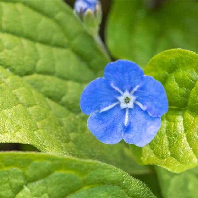 Gedenkemein - Einpflanzen im Garten Gedenkemein - Einpflanzen im Garten