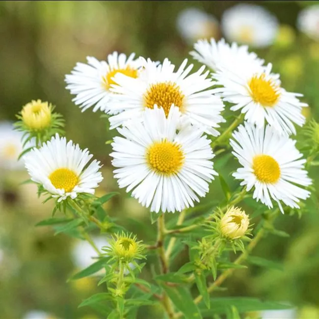 Rauhblatt Aster- Einpflanzen im Garten Rauhblatt Aster- Einpflanzen im Garten