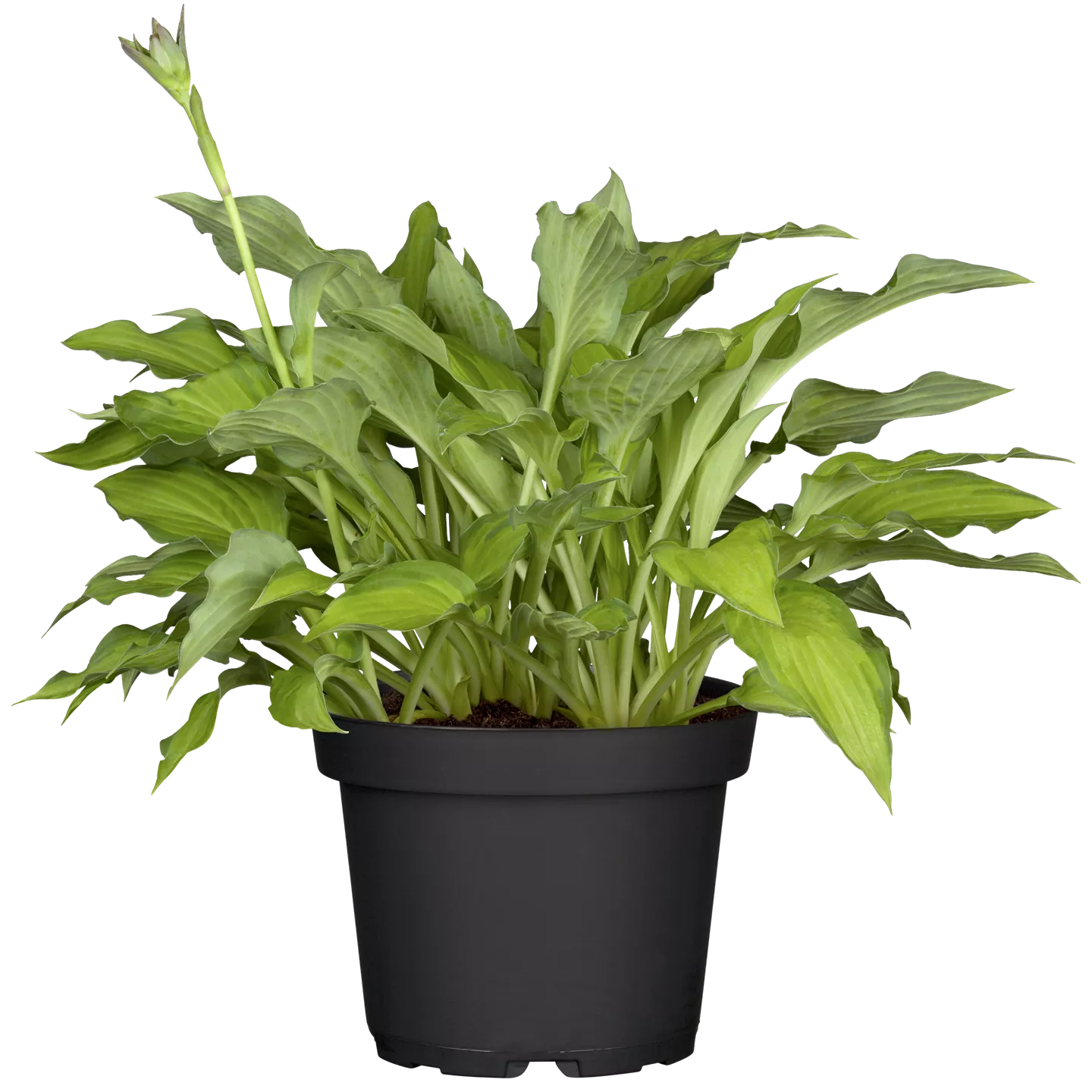 Hosta x fortunei 'Gold Standard'