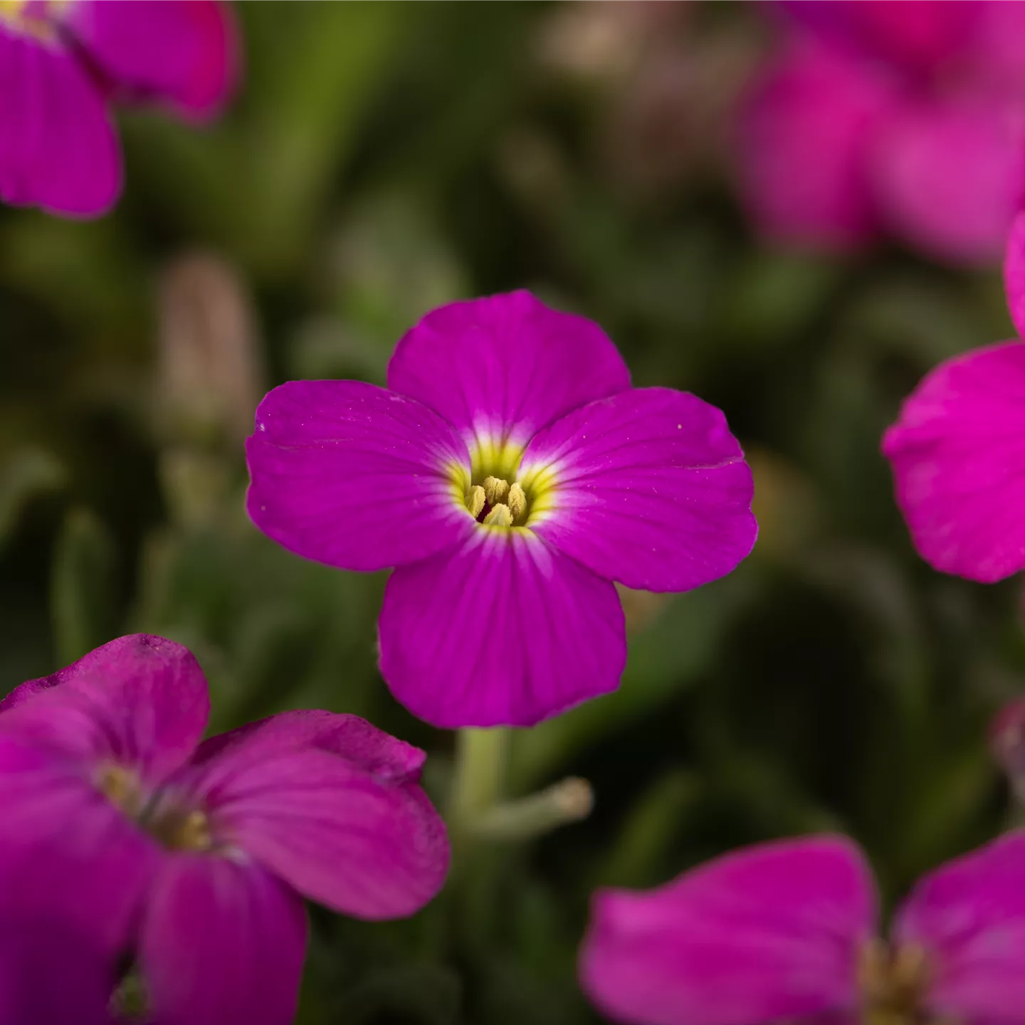 Aubrieta x cult.'Regado Red'