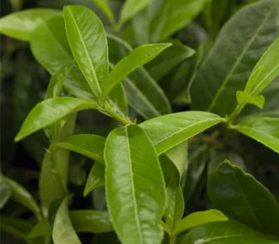 Lorbeer-Kirsche Lorbeer-Kirsche