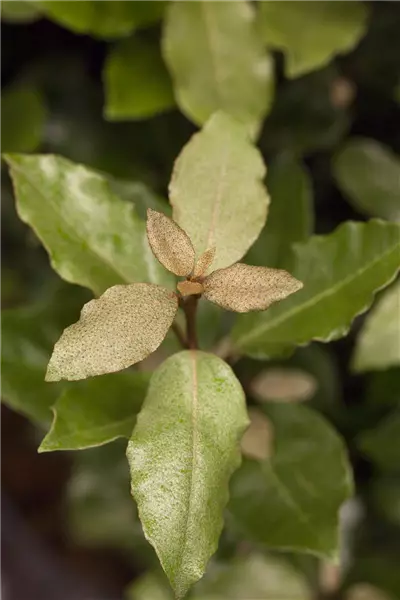 Elaeagnus ebbingei 'Compacta' Wintergrüne Ölweide 'Compacta'