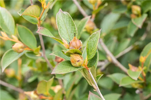 Stewartia pseudocamellia Scheinkamelie