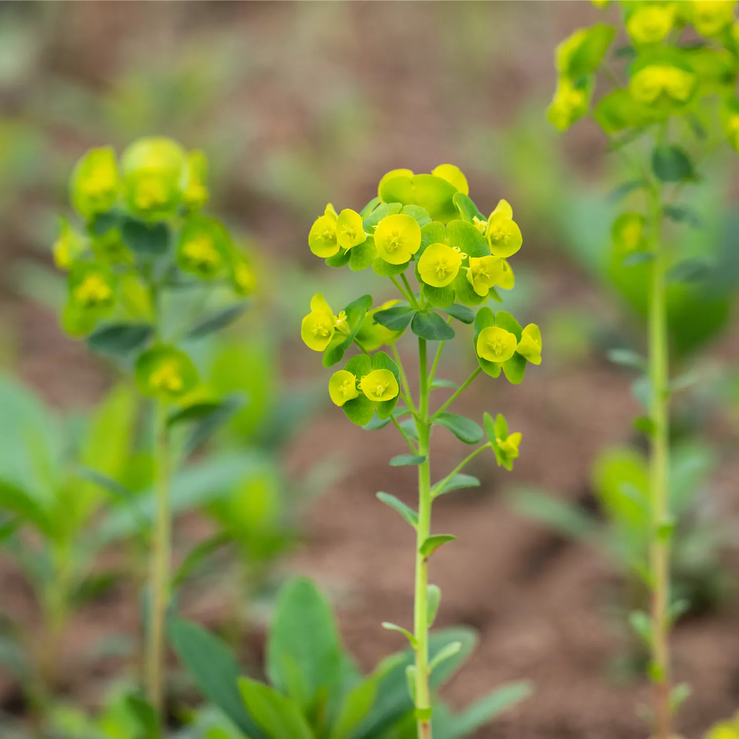 Euphorbia amygdaloides var. robbiae