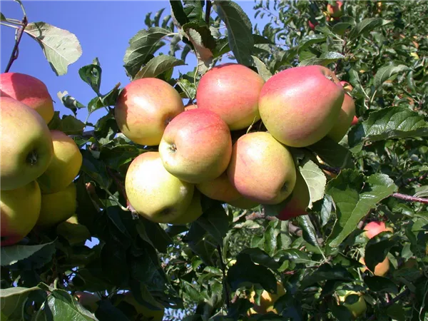 Malus 'Prinzenapfel'                   CAC Apfel Prinzenapfel