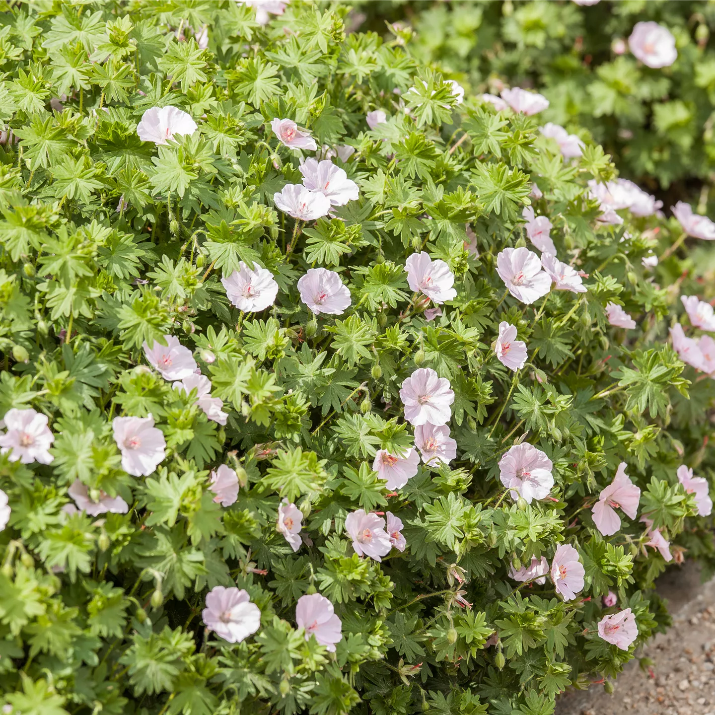Geranium sang.v.striatum 'Apfelblüte'