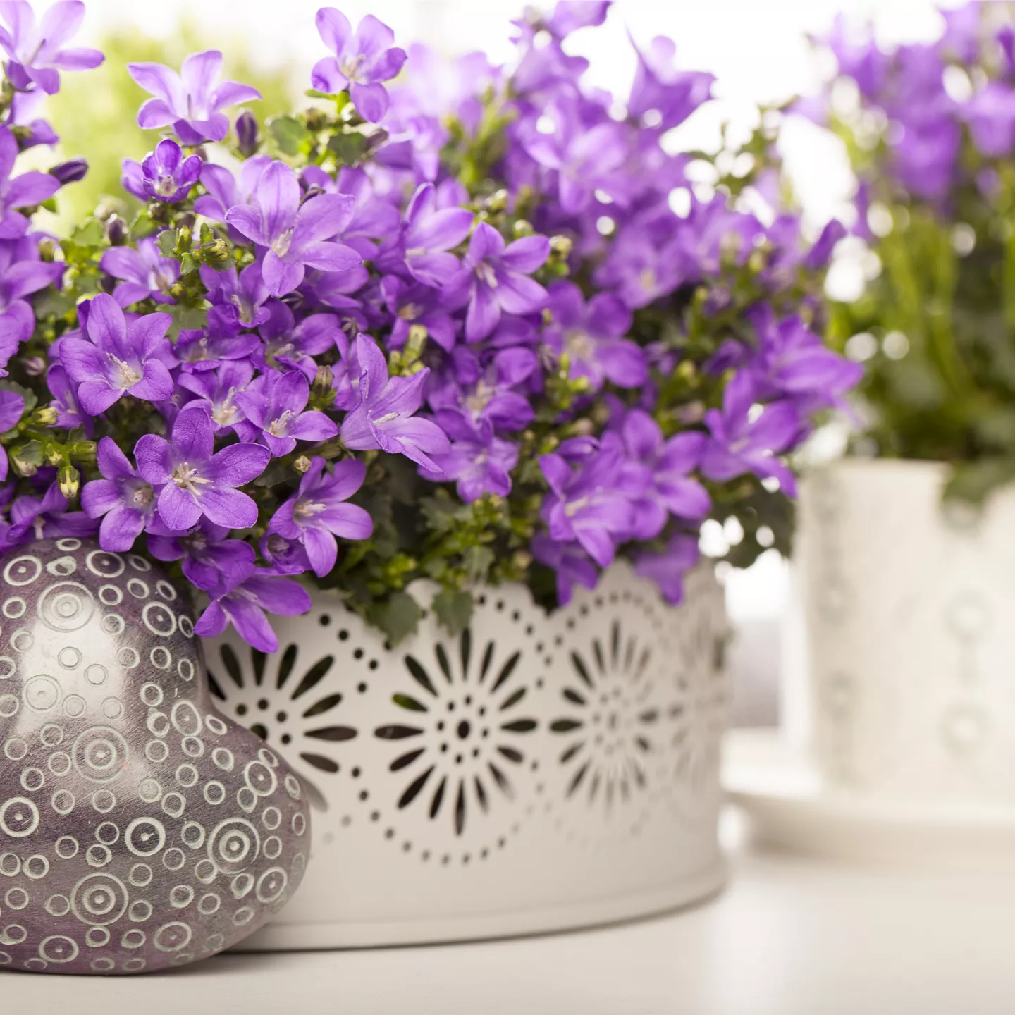 Campanula portenschlagiana