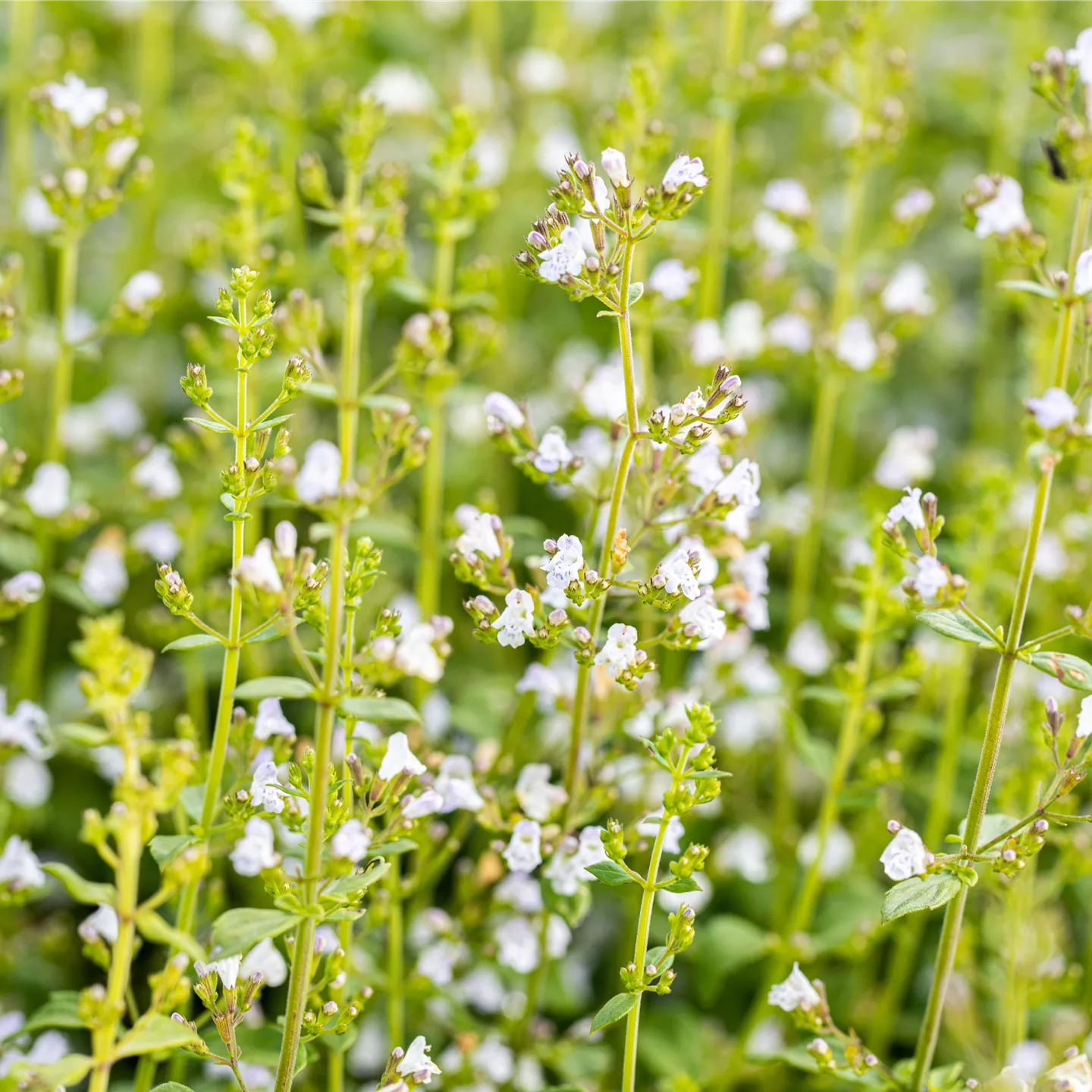 Calamintha nepeta 'Triumphator'
