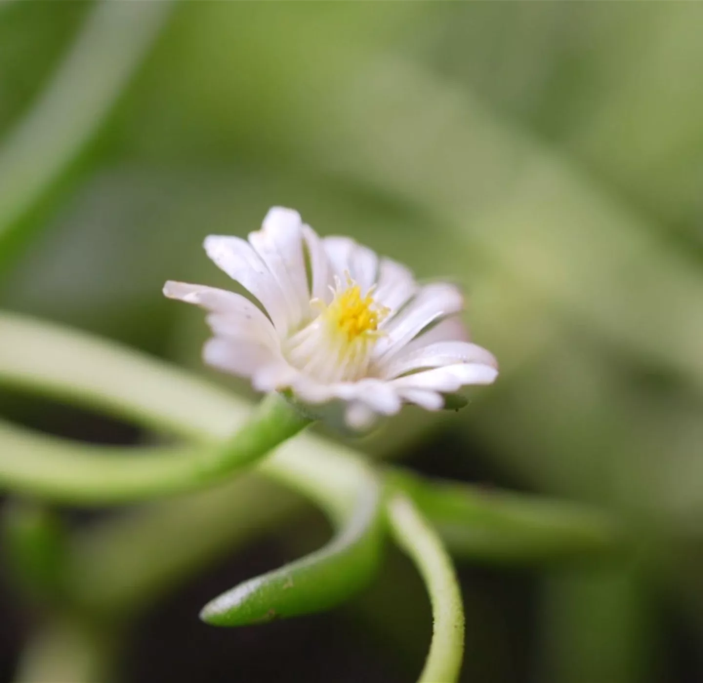 Kriechende Mittgsblume - Einpflanzen im Garten