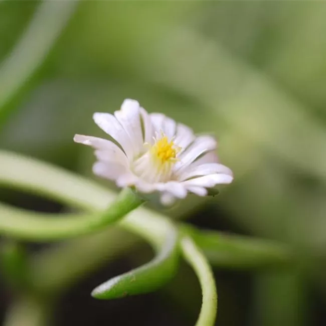 Kriechende Mittgsblume - Einpflanzen im Garten