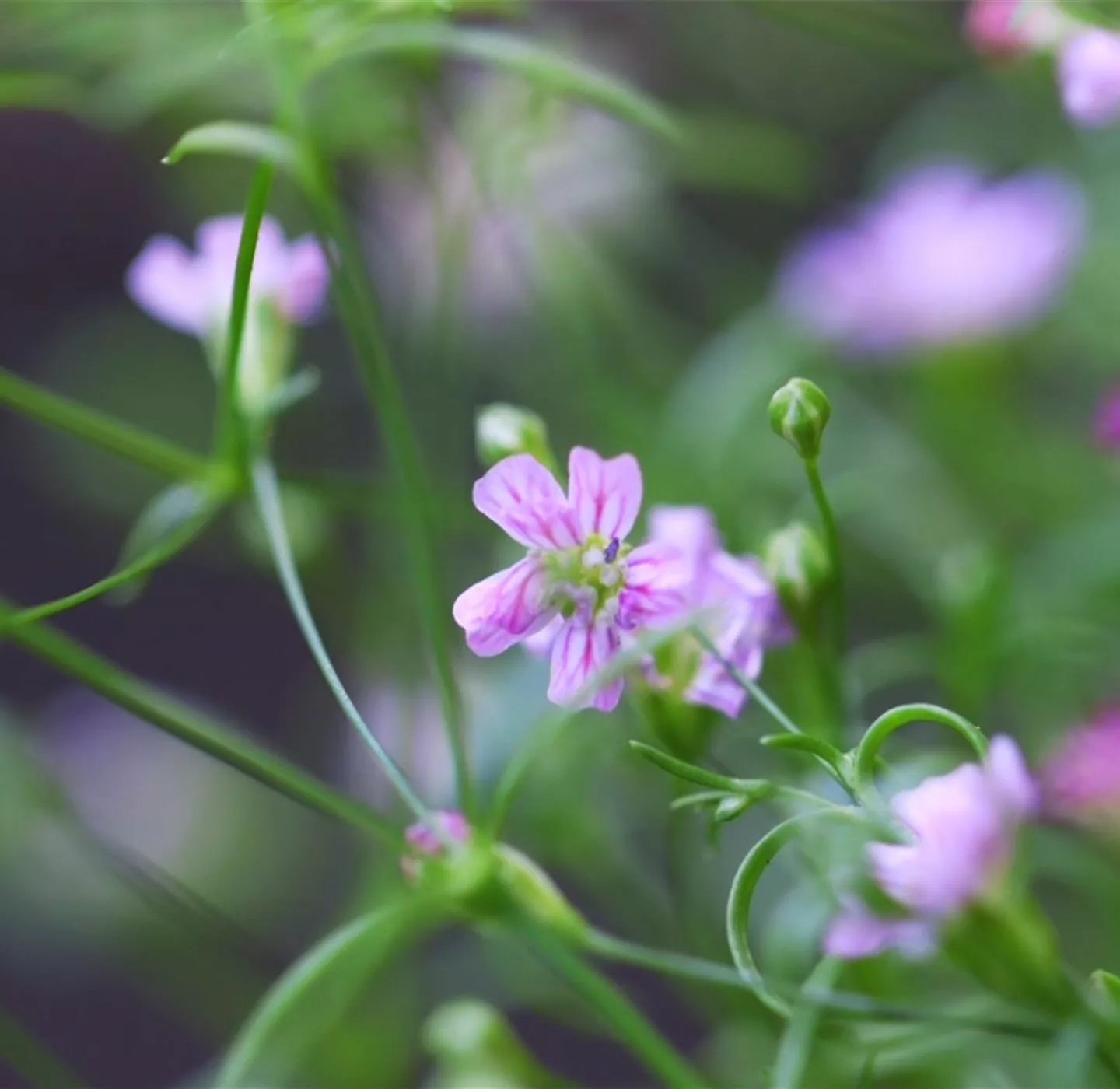 Sommer Schleierkraut - Einpflanzen im Garten