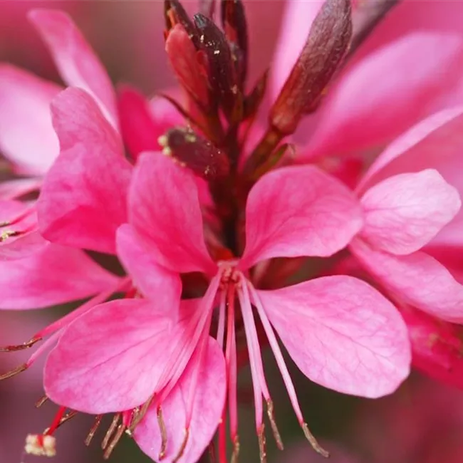Prachtkerze - Einpflanzen im Garten Prachtkerze - Einpflanzen im Garten