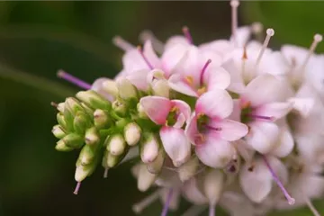 Strauchveronika - Einpflanzen im Garten