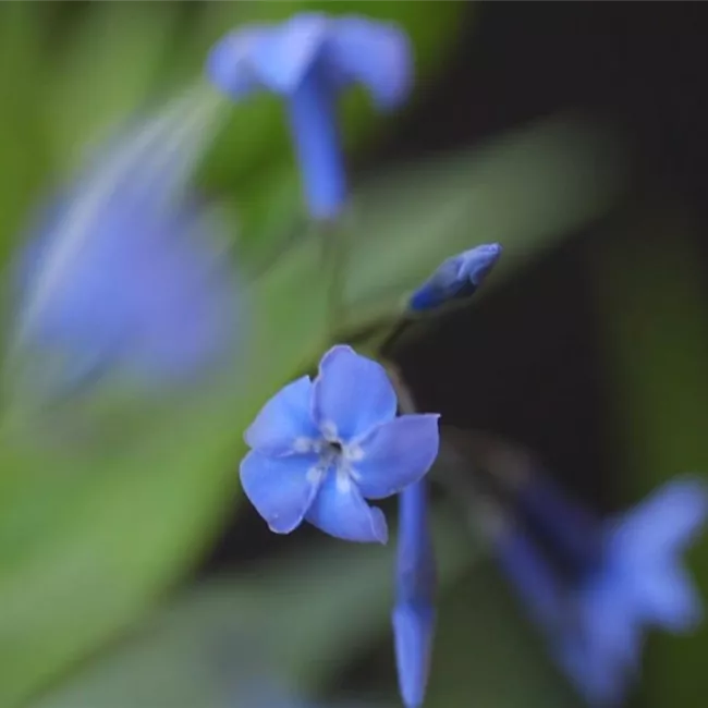 Texas Blaustern - Einpflanzen im Garten Texas Blaustern - Einpflanzen im Garten