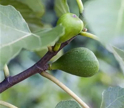 Fruchtfeige Fruchtfeige