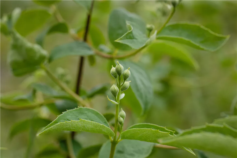 Philadelphus 'Virginal', Pfeifenstrauch, Falscher Jasmin im Pflanzenshop