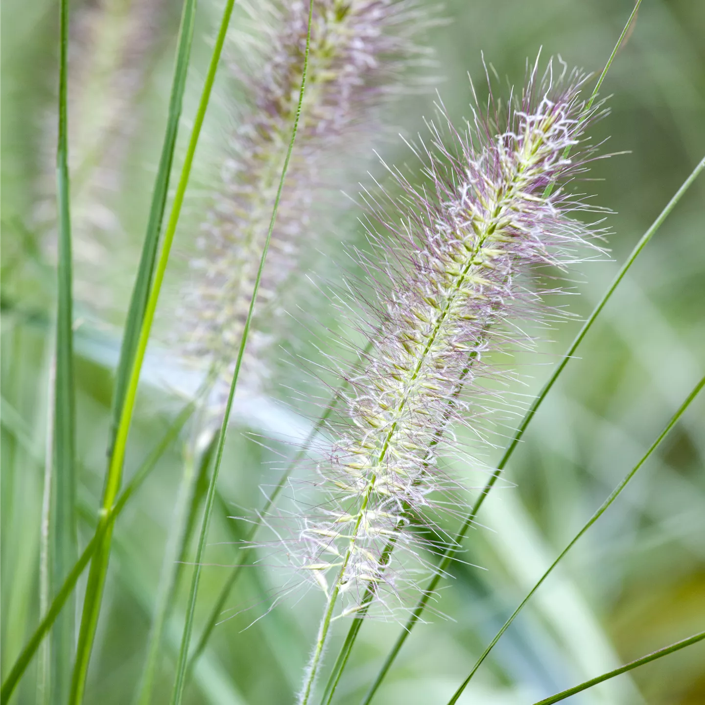 Pennisetum alopecuroides 'Cassian' Pennisetum alopecuroides 'Cassian'