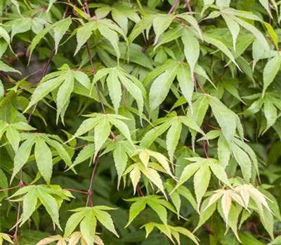 Echter Fächer-Ahorn