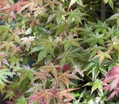 Fächerblatt-Ahorn Fächerblatt-Ahorn