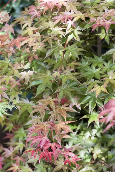 Acer palmatum 'Deshojo' Fächerblatt-Ahorn
