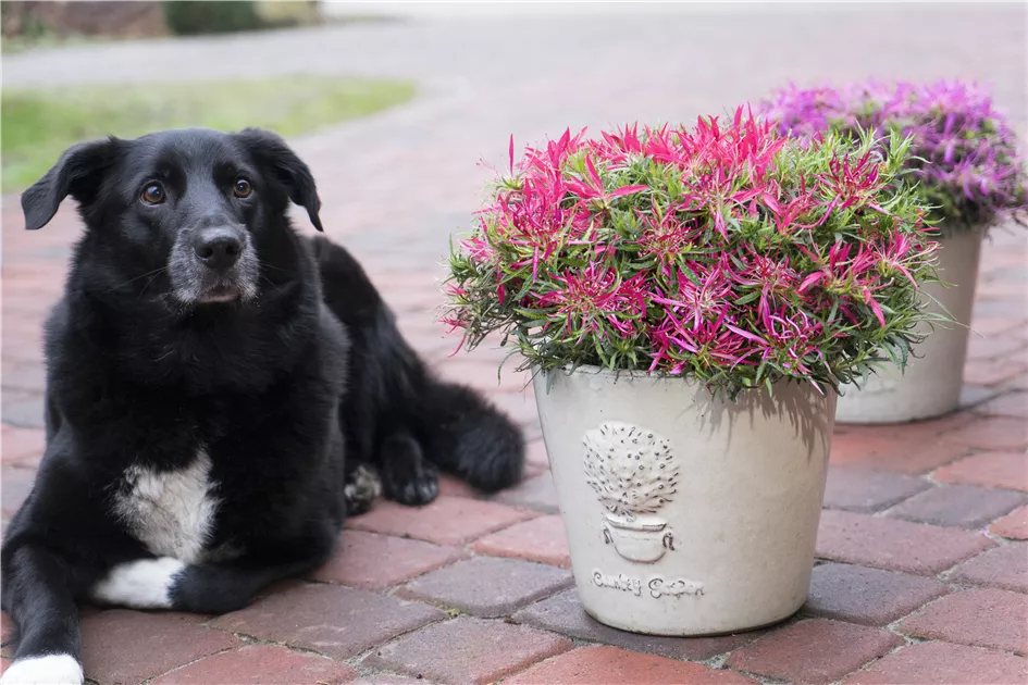 Rhododendron simsii 'Star Style', Azalee 'Star Style' im Pflanzenshop