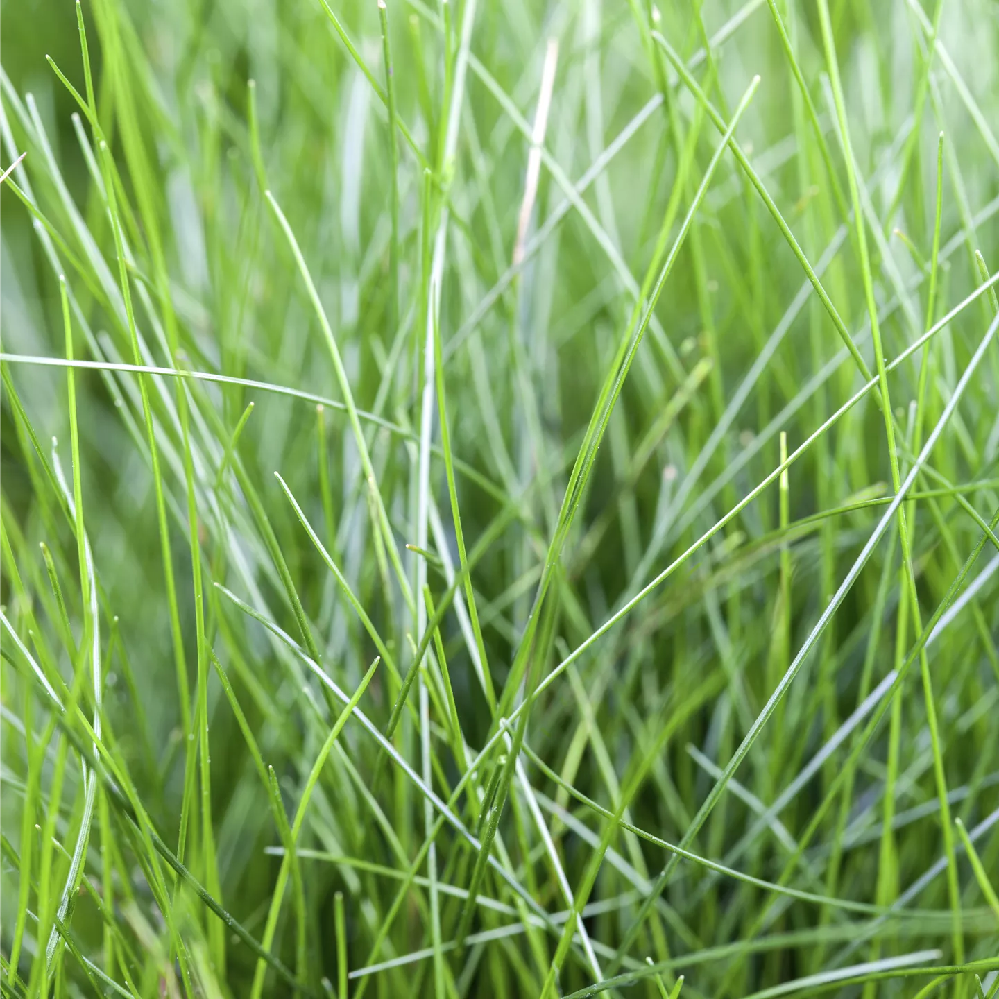 Eleocharis acicularis