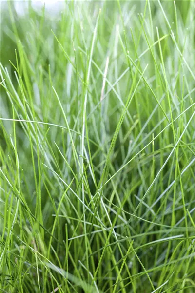 Eleocharis acicularis Nadel-Sumpf-Simse