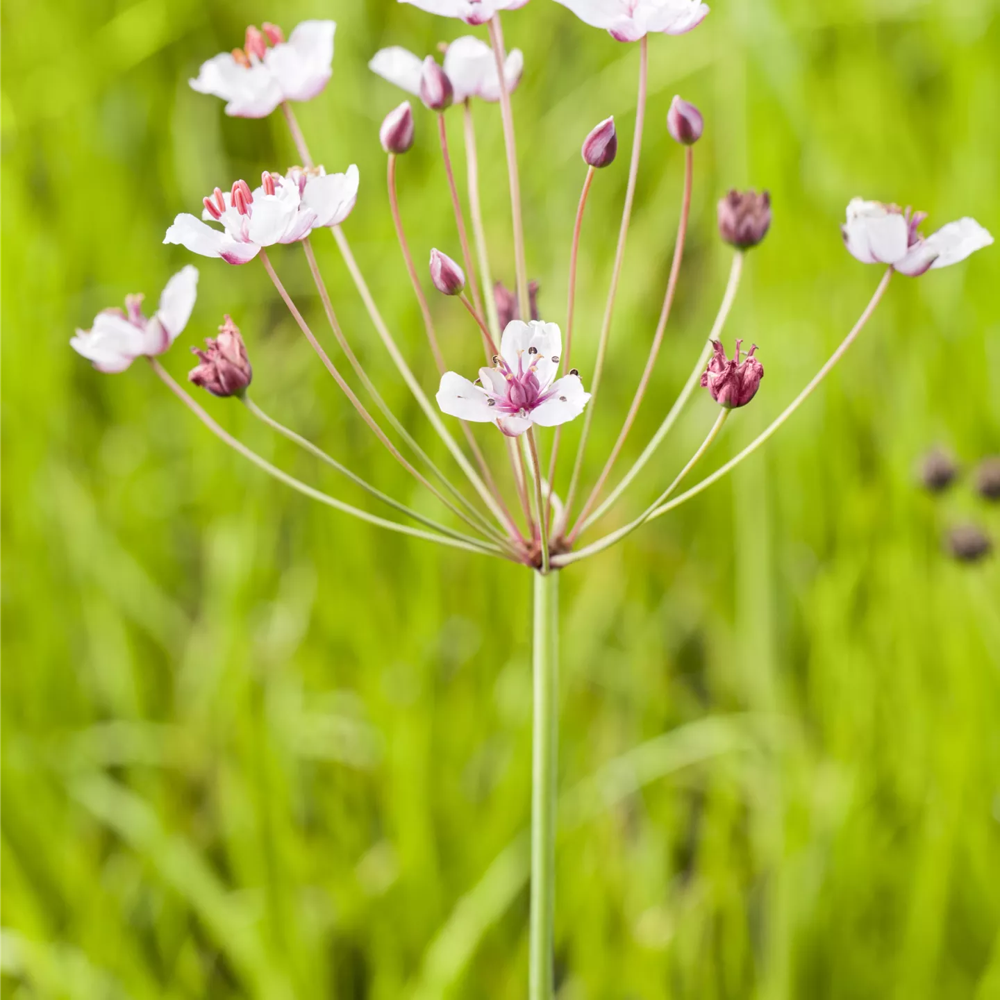 Butomus umbellatus