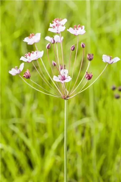 Butomus umbellatus Blumen-Binse