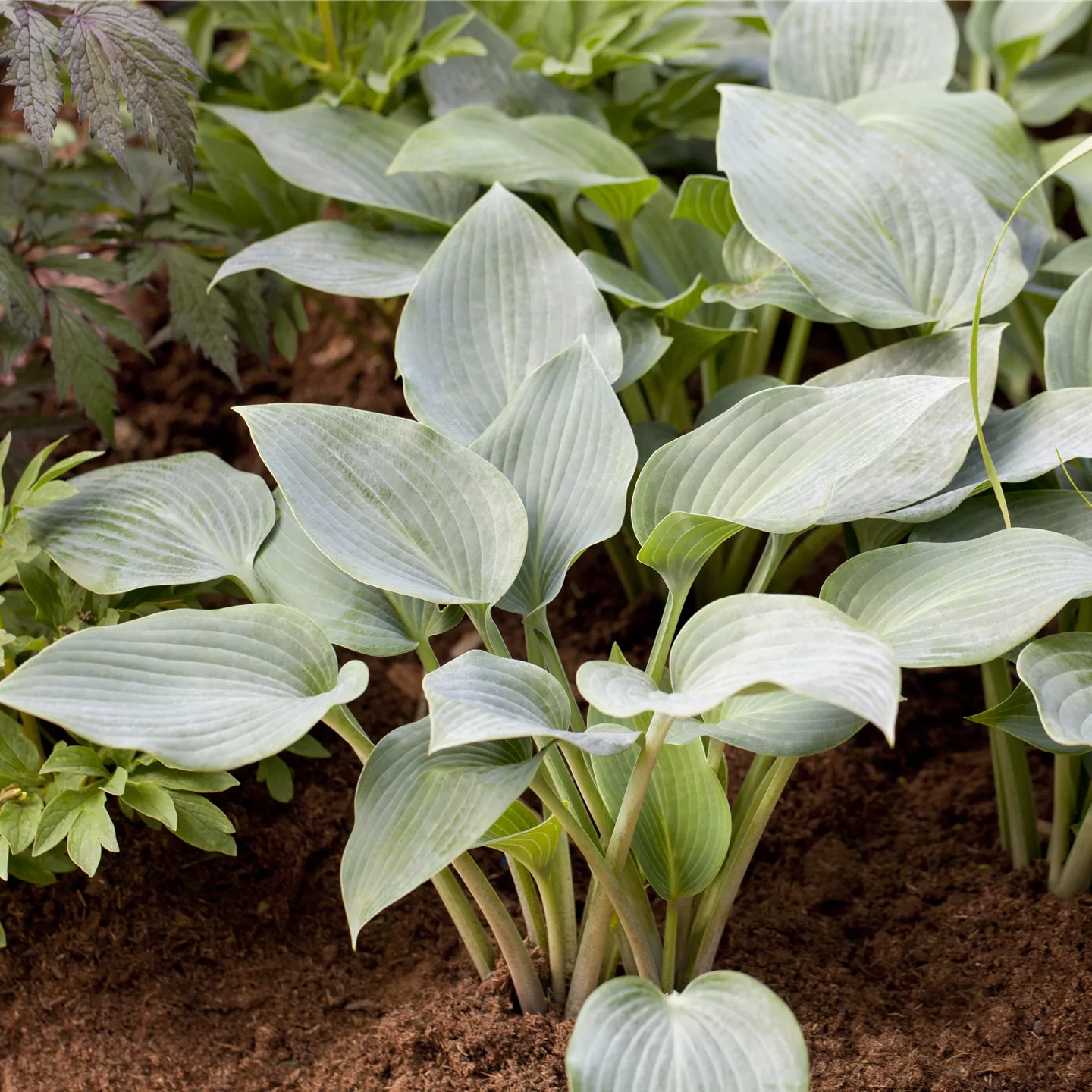 Hosta x tardiana 'Halcyon'
