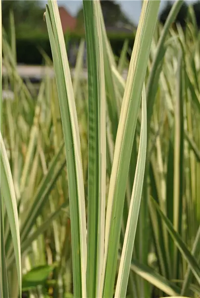 Acorus calamus 'Variegatus' Weißgestreifter Kalmus