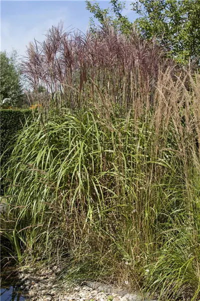 Phragmites australis Gemeines Schilfrohr