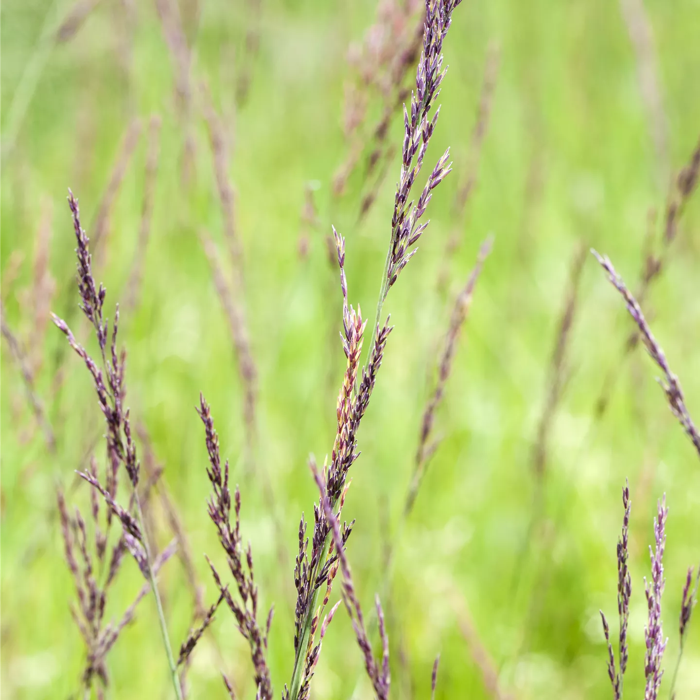 Molinia caerulea 'Edith Dudszus'